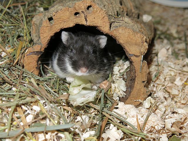 Hamsterhilfe Südwest
