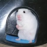 Hamsterhilfe Südwest