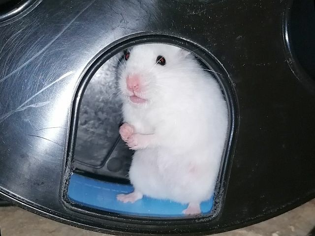 Hamsterhilfe Südwest