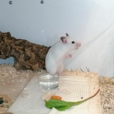 Hamsterhilfe Südwest