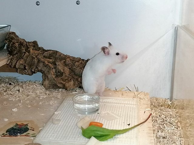 Hamsterhilfe Südwest
