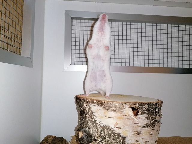 Hamsterhilfe Südwest