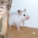 Hamsterhilfe Südwest