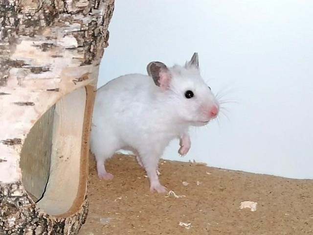 Hamsterhilfe Südwest