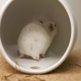 Hamsterhilfe Südwest