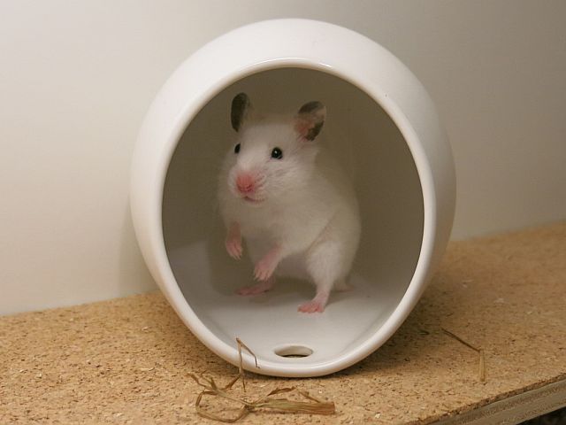 Hamsterhilfe Südwest