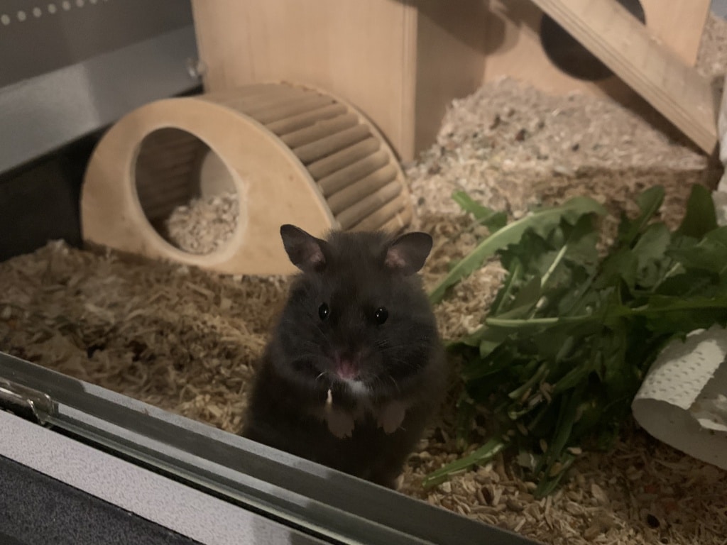 Hamsterhilfe Südwest Nera