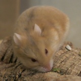 Hamsterhilfe Südwest