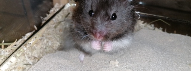 Hamsterhilfe Südwest