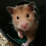 Hamsterhilfe Südwest