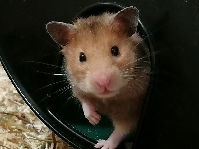 Hamsterhilfe Südwest