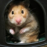 Hamsterhilfe Südwest