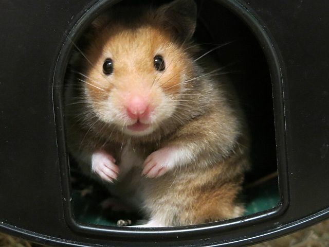 Hamsterhilfe Südwest
