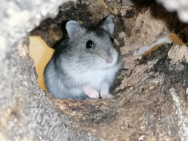 Hamsterhilfe Südwest