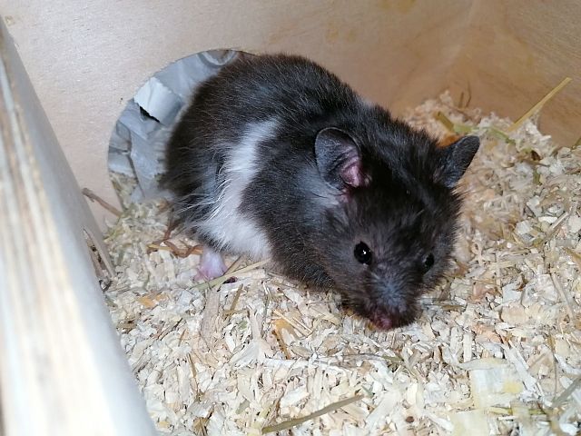 Hamsterhilfe Südwest