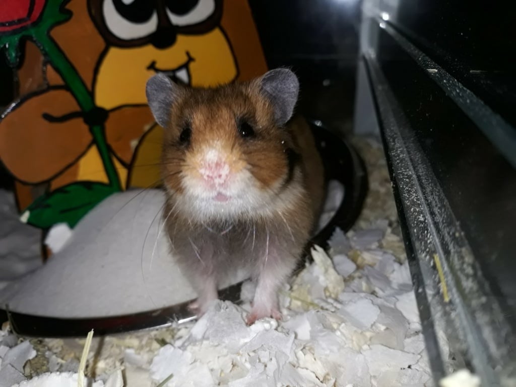 Hamsterhilfe Südwest Fukaeri