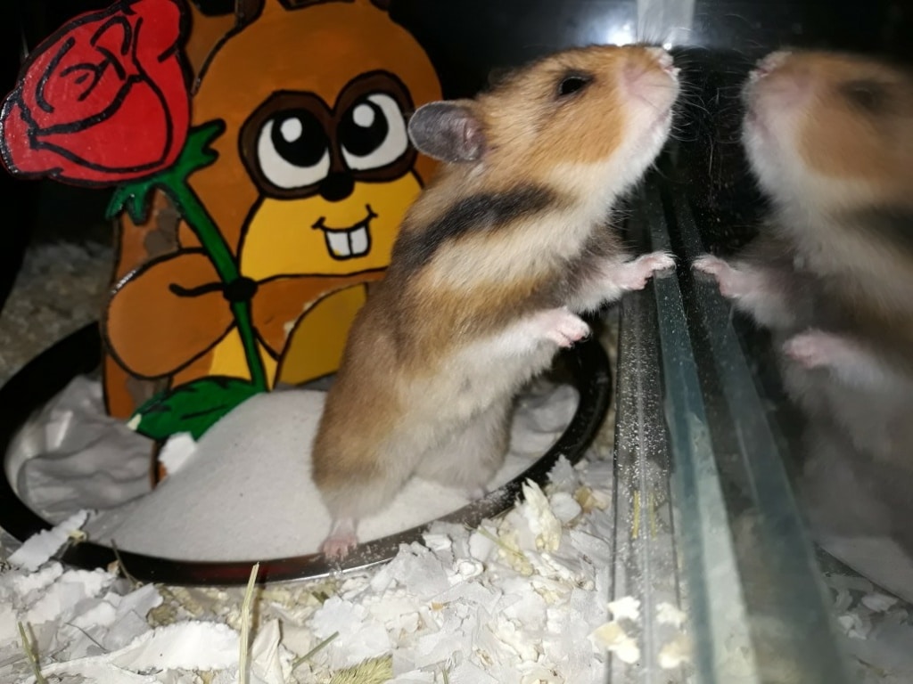 Hamsterhilfe Südwest Fukaeri