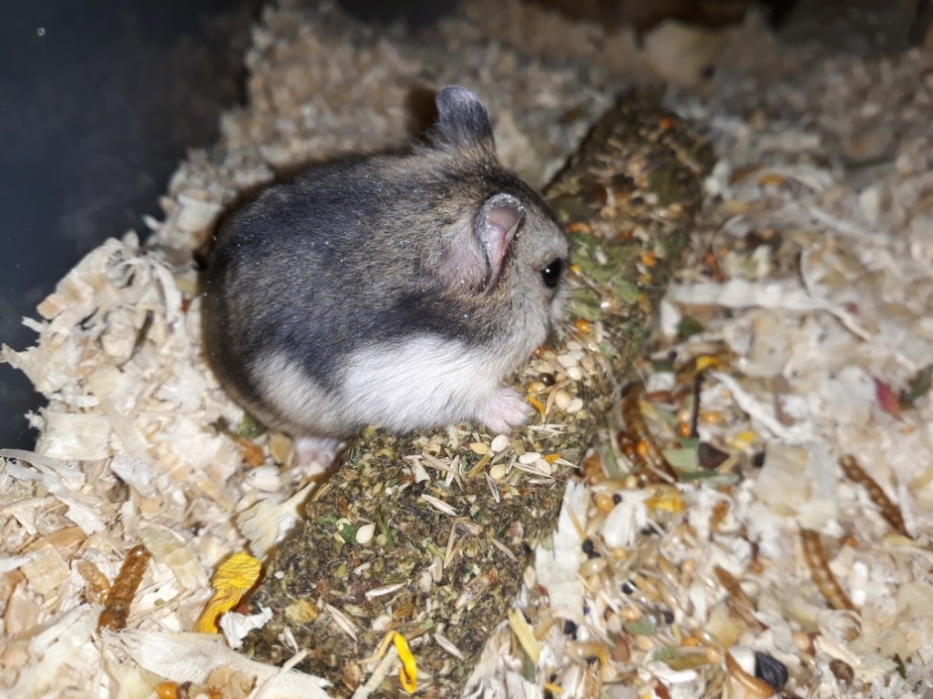 Hamsterhilfe Südwest Kagami