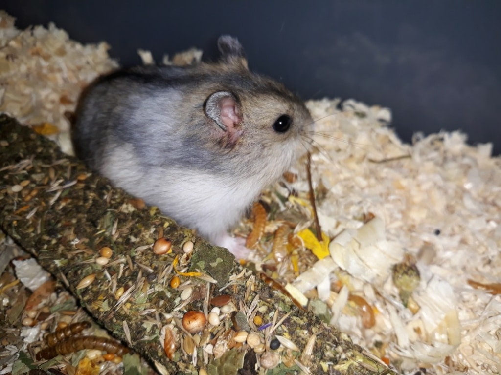 Hamsterhilfe Südwest Kagome