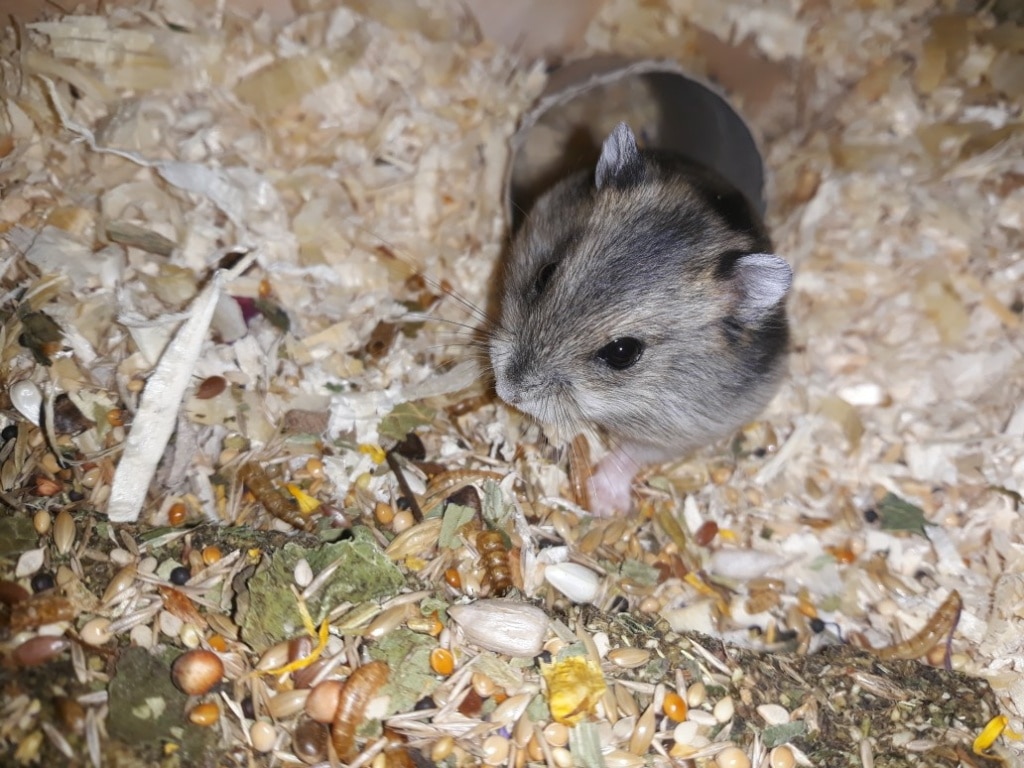 Hamsterhilfe Südwest Kagura