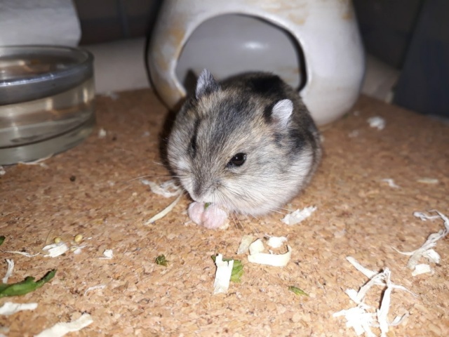 Hamsterhilfe Südwest Kaguya