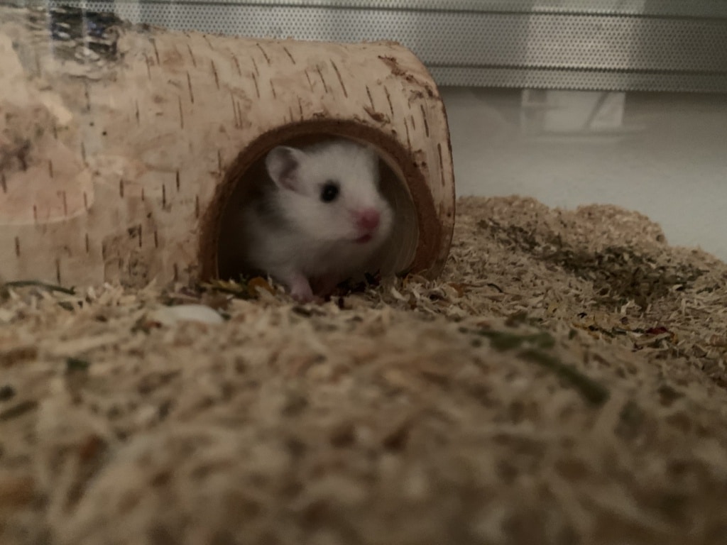 Hamsterhilfe Südwest Earl Grey