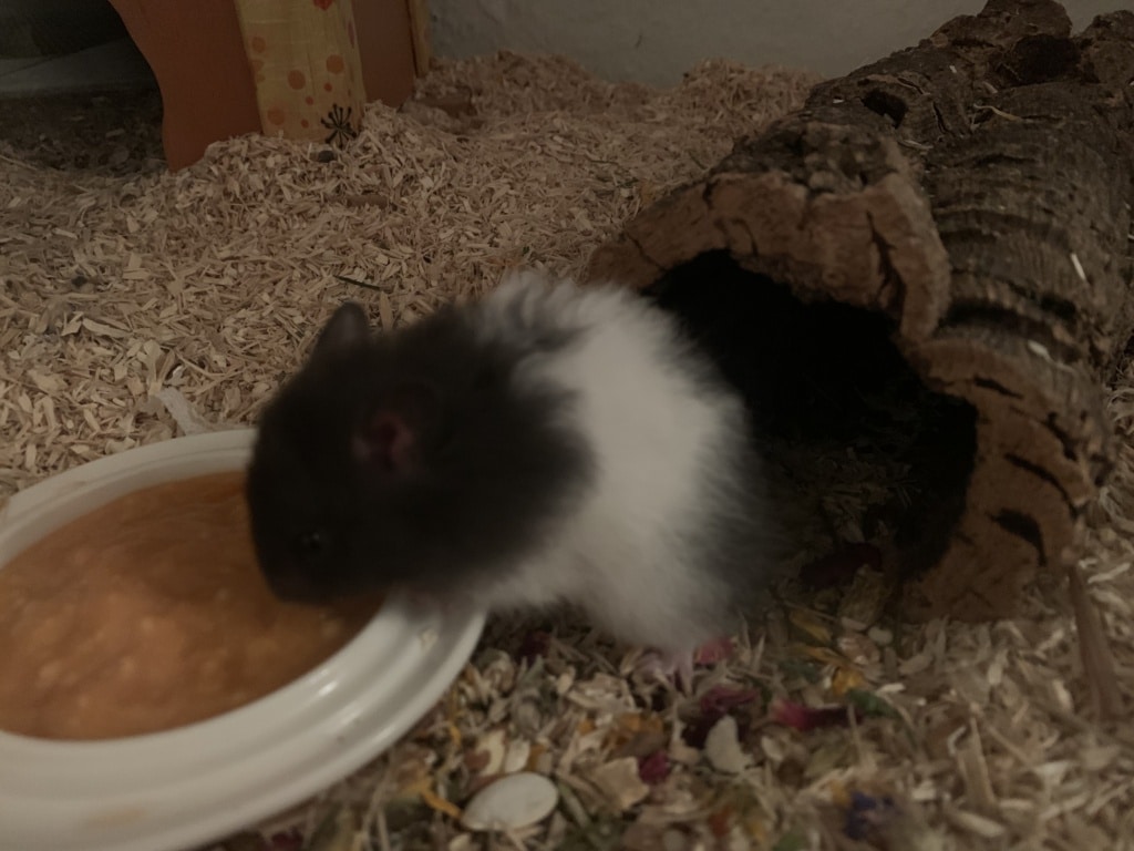 Hamsterhilfe Südwest Emerson