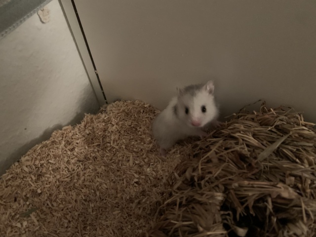 Hamsterhilfe Südwest Effi