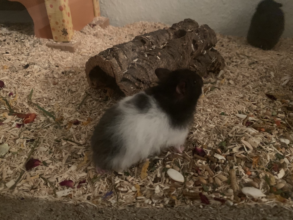 Hamsterhilfe Südwest Emerson