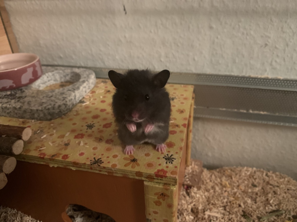 Hamsterhilfe Südwest Edis