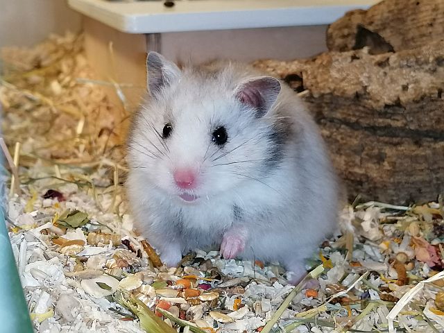 Hamsterhilfe Südwest Teddyhamster Silver Grey