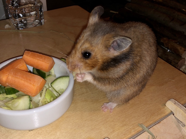 Hamsterhilfe Südwest Mittelhamster Goldhamster Peaches Pflegestelle Bruchköbel 