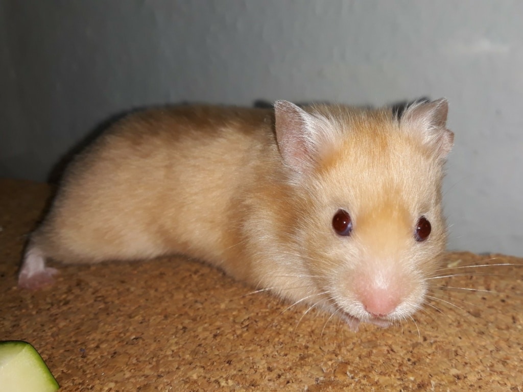 Hamsterhilfe Südwest Goldhamster