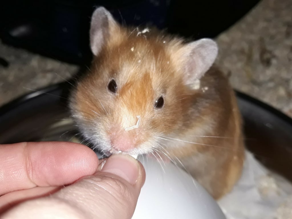 Hamsterhilfe Südwest Teddyhamster