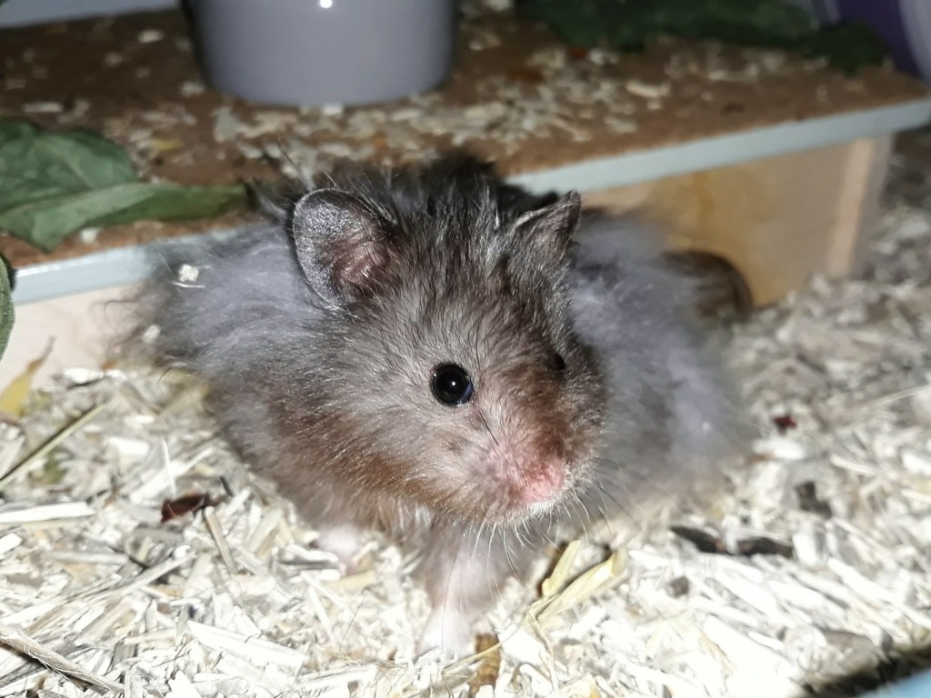 Hamsterhilfe Südwest Teddyhamster