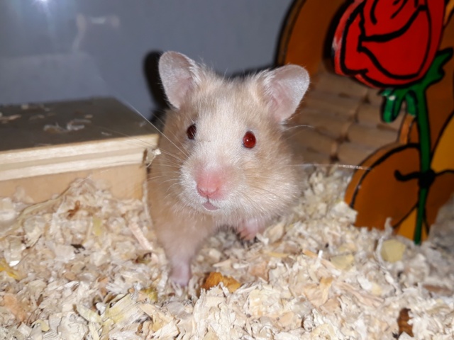 Hamsterhilfe Suedwest Goldhamster