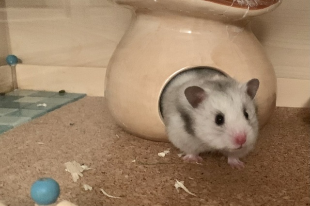 Hamsterhilfe Südwest Effi