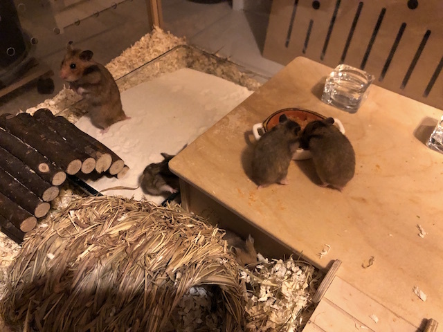 Goldhamster Hamsterhilfe Südwest Pflegestelle Brucköbel