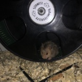 Goldhamster Hamsterhilfe Südwest Pflegestelle Brucköbel