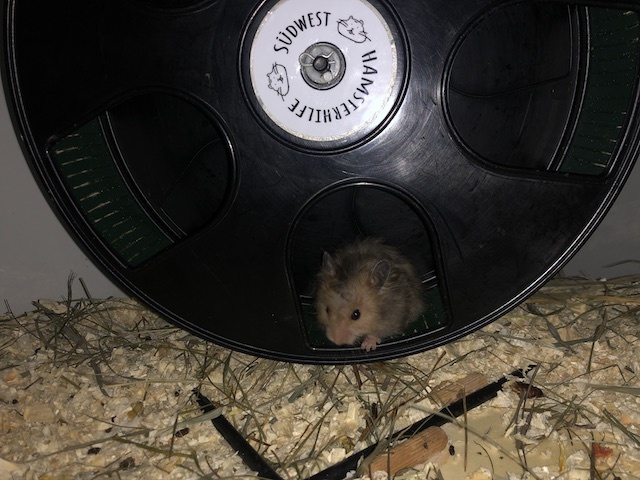 Goldhamster Hamsterhilfe Südwest Pflegestelle Brucköbel