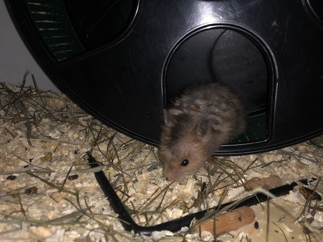 Goldhamster Hamsterhilfe Südwest Pflegestelle Brucköbel