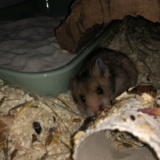 Goldhamster Hamsterhilfe Südwest Pflegestelle Brucköbel