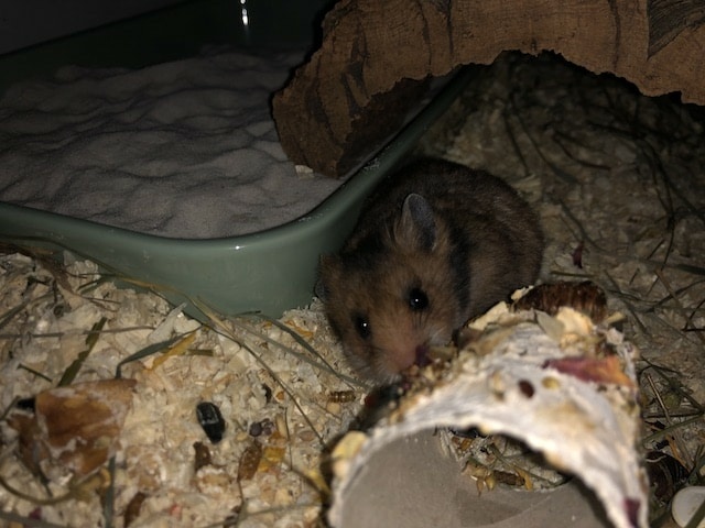 Goldhamster Hamsterhilfe Südwest Pflegestelle Brucköbel