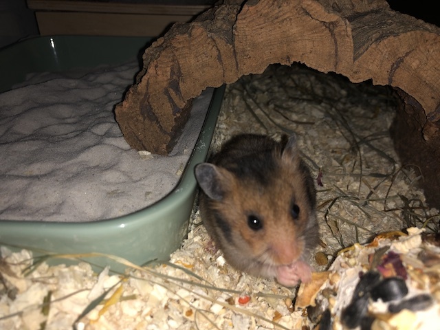 Goldhamster Hamsterhilfe Südwest Pflegestelle Brucköbel