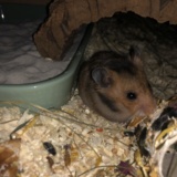 Goldhamster Hamsterhilfe Südwest Pflegestelle Brucköbel