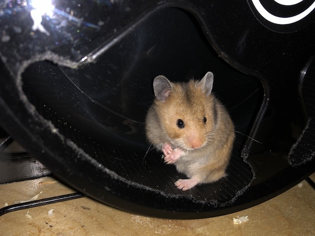 Goldhamster Hamsterhilfe Südwest Pflegestelle Brucköbel