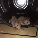 Goldhamster Hamsterhilfe Südwest Pflegestelle Brucköbel