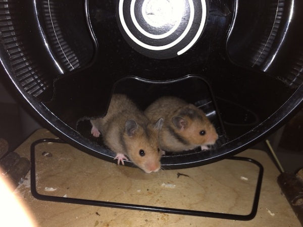 Goldhamster Hamsterhilfe Südwest Pflegestelle Brucköbel