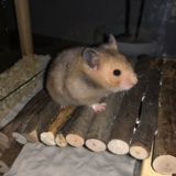 Goldhamster Hamsterhilfe Südwest Pflegestelle Brucköbel