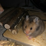 Goldhamster Hamsterhilfe Südwest Pflegestelle Brucköbel